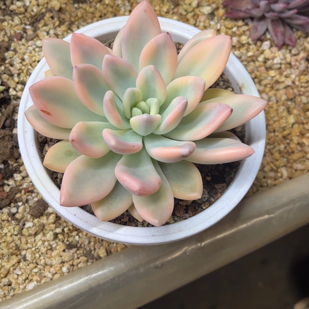 奥普琳娜锦 夏鸣园艺