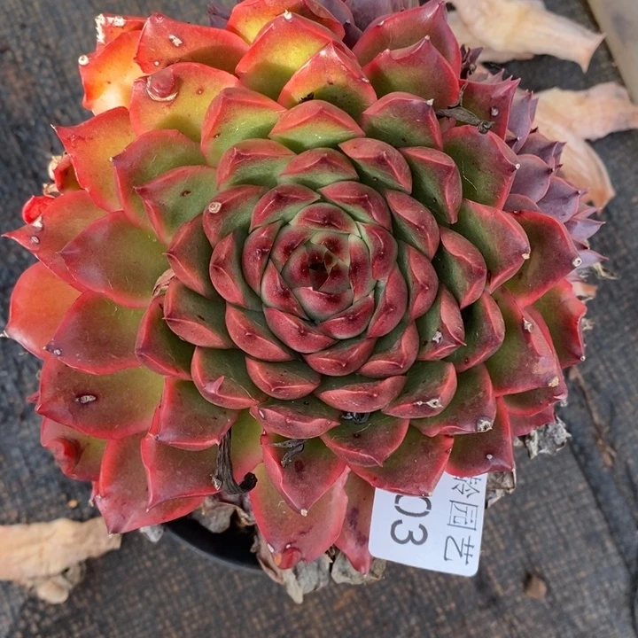 1003杂交老基地～12厘米