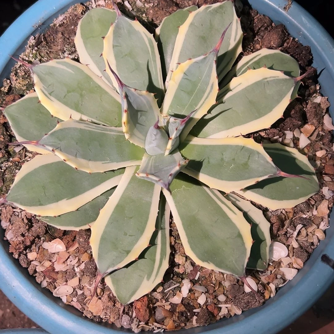 吉祥天锦超大龙舌兰植物
