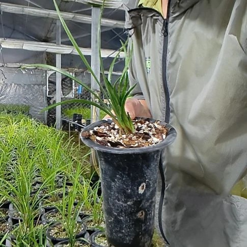 完全开放环球荷鼎春兰