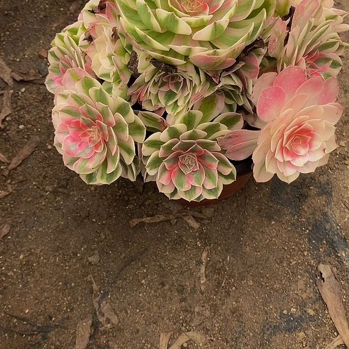 多肉植物倾城807多肉