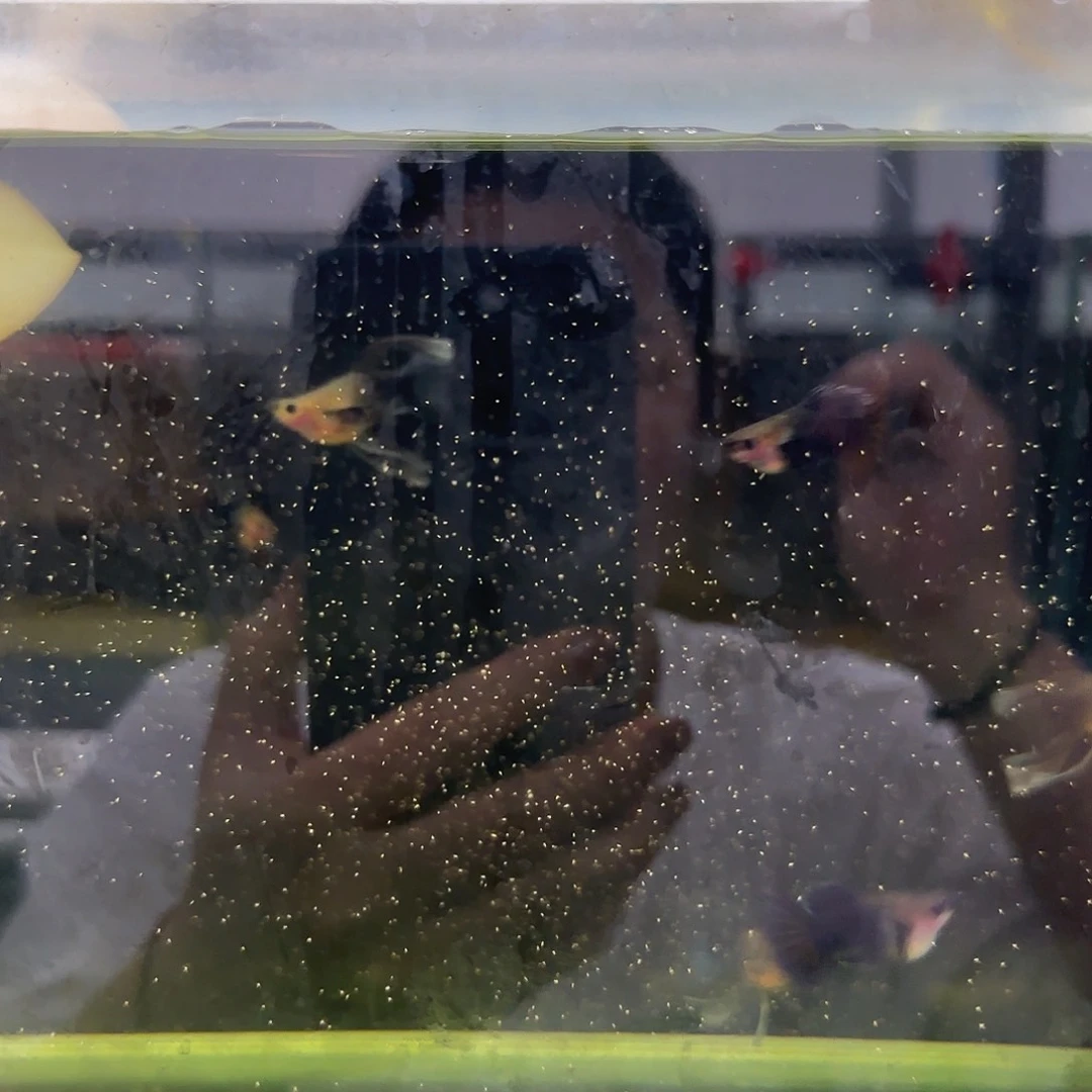 孔雀鱼微瑕蓝礼服玻璃猫球绒球4条随机