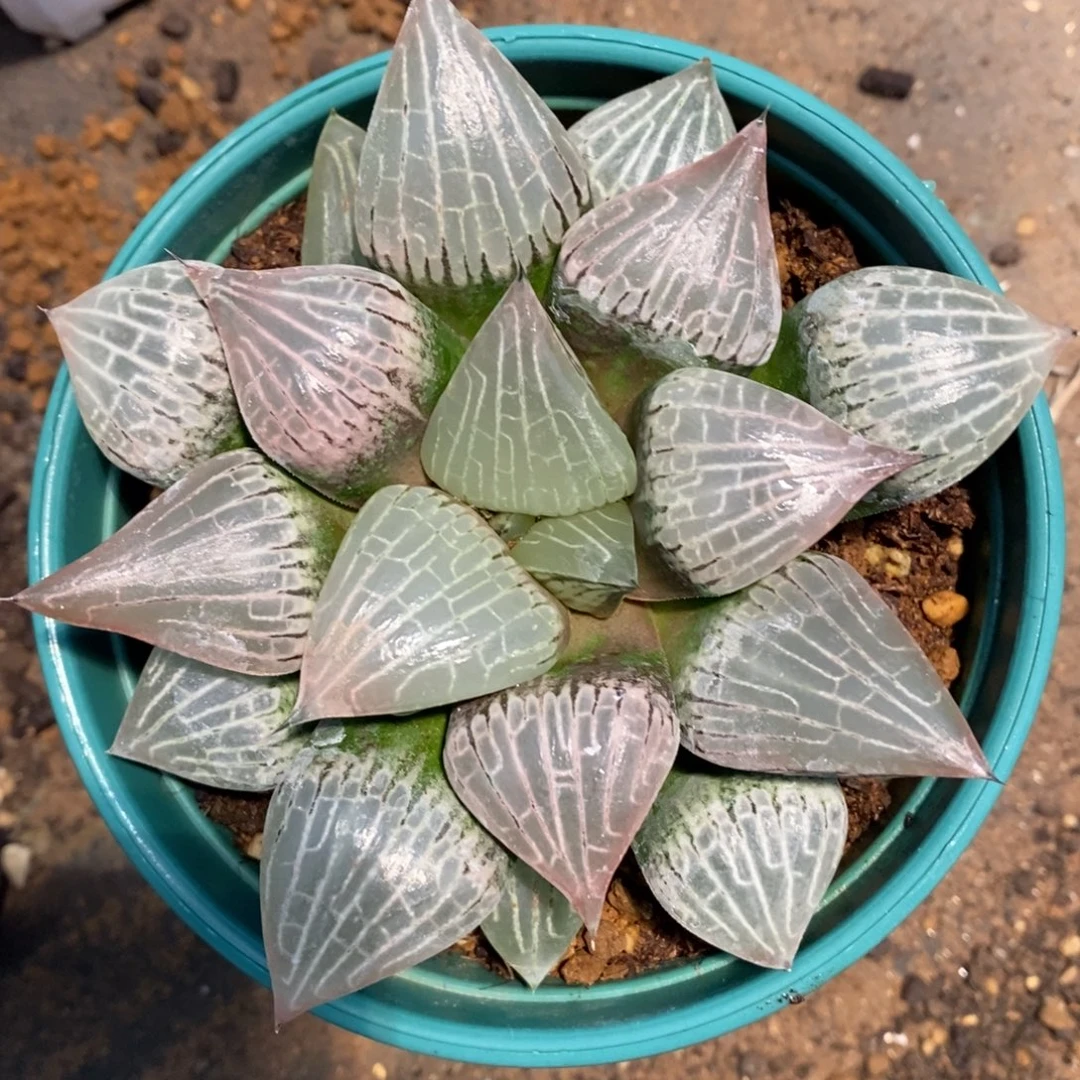 一颗实生大寿。