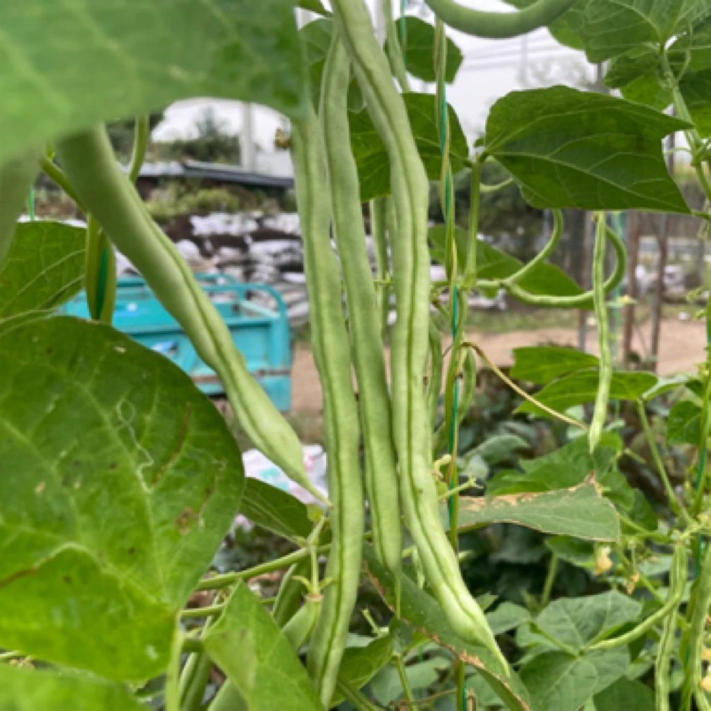 自家种植白豆角2斤（29.9）元包邮到家新鲜