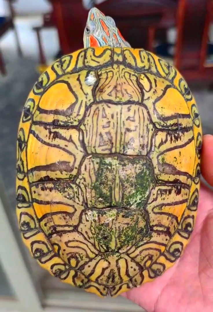 变异巴西龟直播间专属连接④