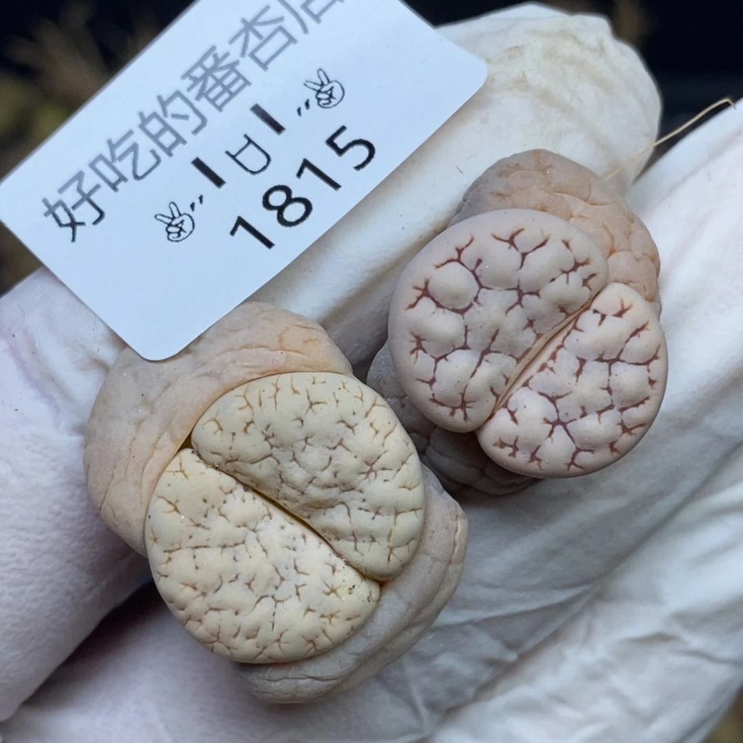 1815。零下拍保温.18包邮.当天凑哦