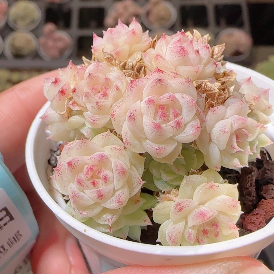 ****空花语多肉1216-135散