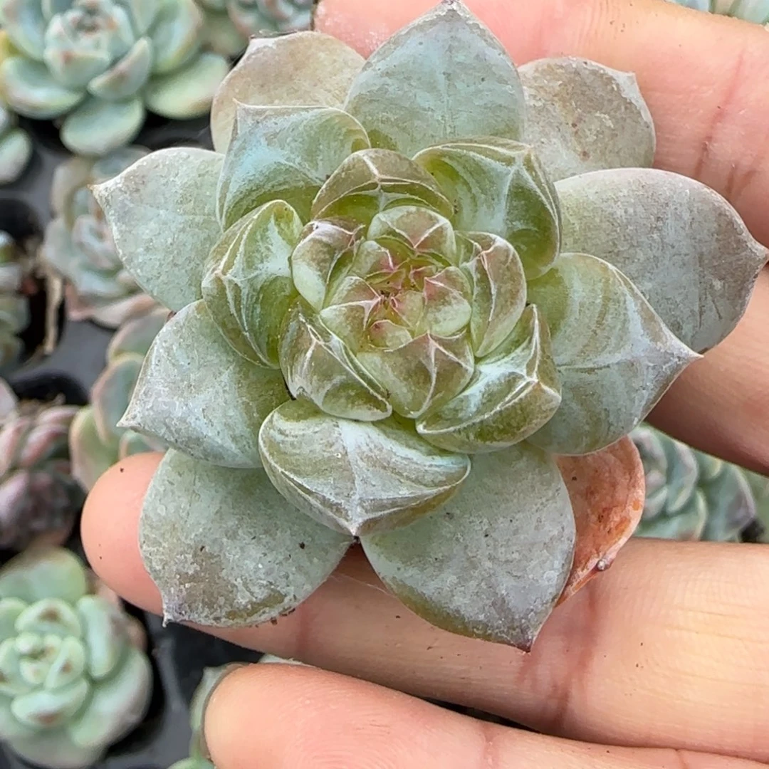 小卡拉米糖心一物一拍