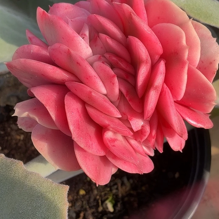 大河之舞锦缀多肉锦