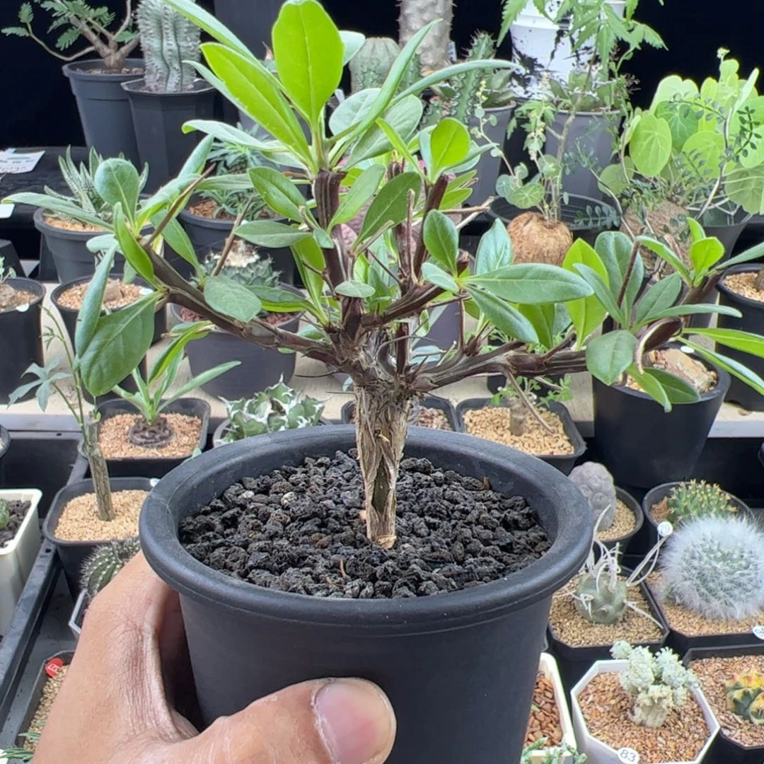 簇生福桂花一物一拍带盆发