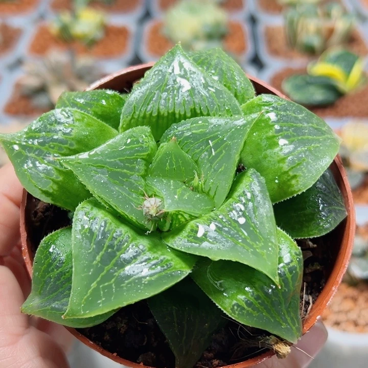 十二卷多肉舞寿111