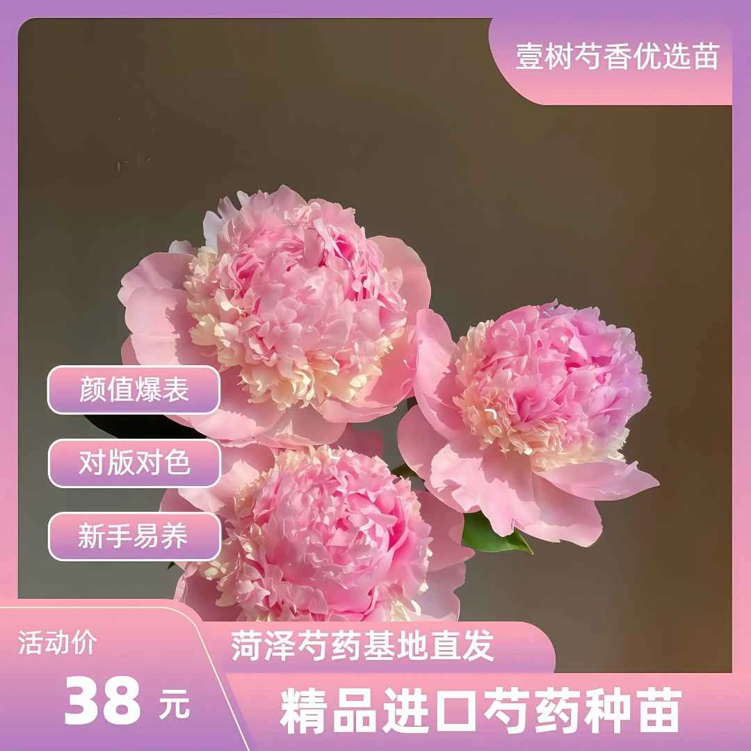 【进口芍药天使的脸颊】种苗源头直发保对版盆栽庭院阳台办公室易活