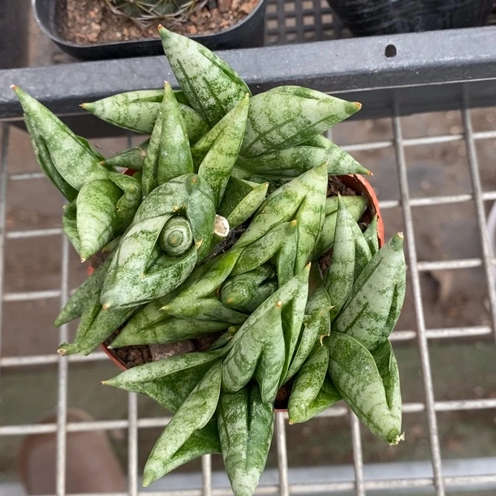 伯克利和格蕾纳等人的