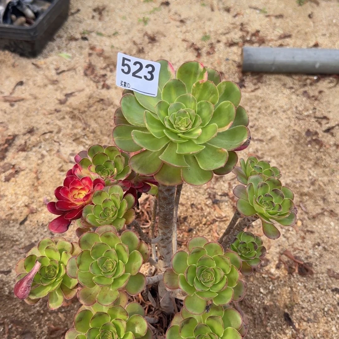 523阴阳多肉植物