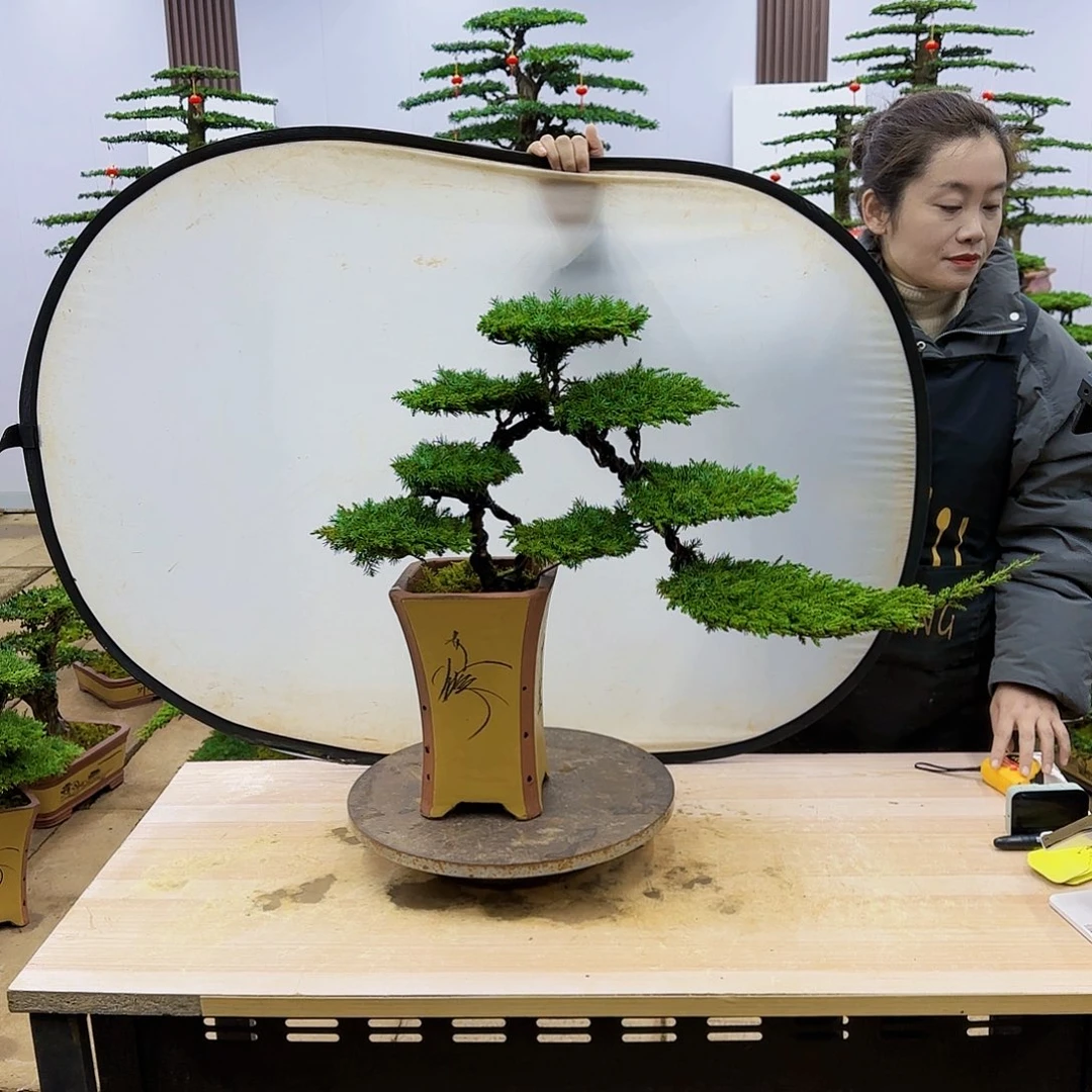 盆景直播间一物一拍