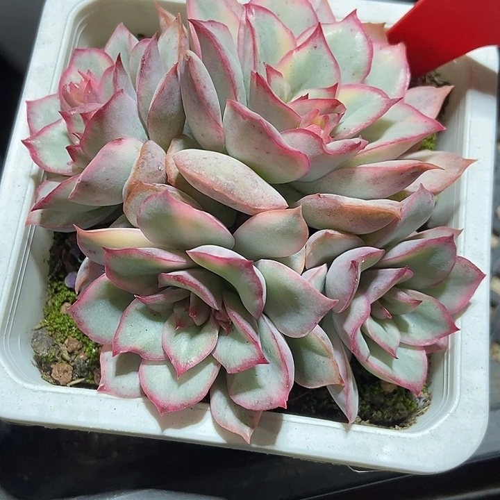 多肉植物月光女神锦975