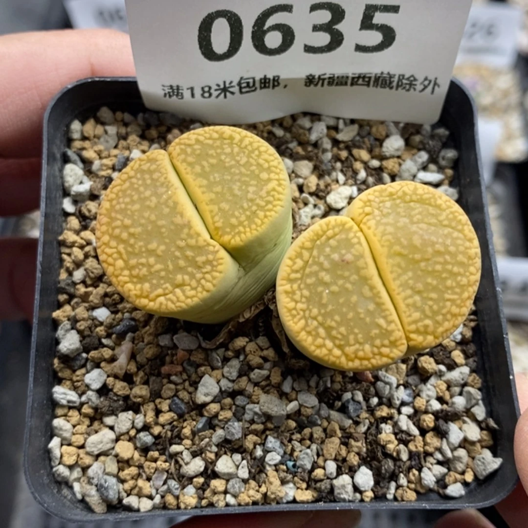 635。