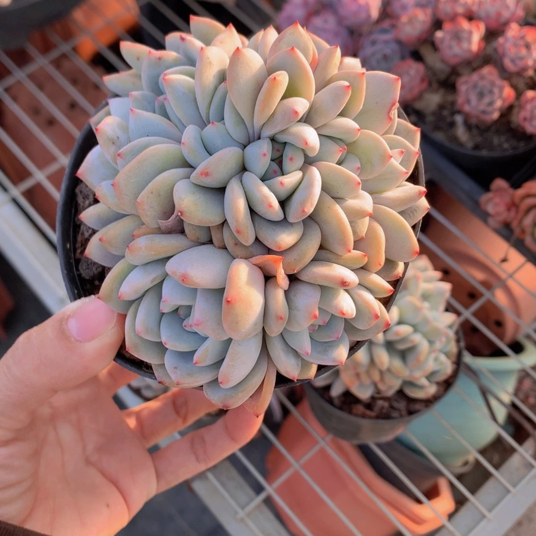 颜*2517朵朵鲜花的玫瑰花茶