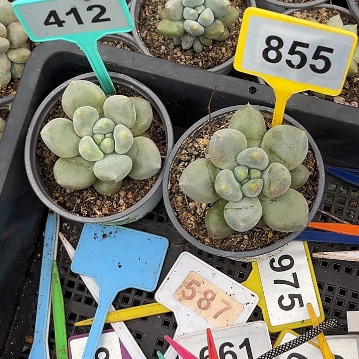 北***北多肉植物胖体哥特412/855