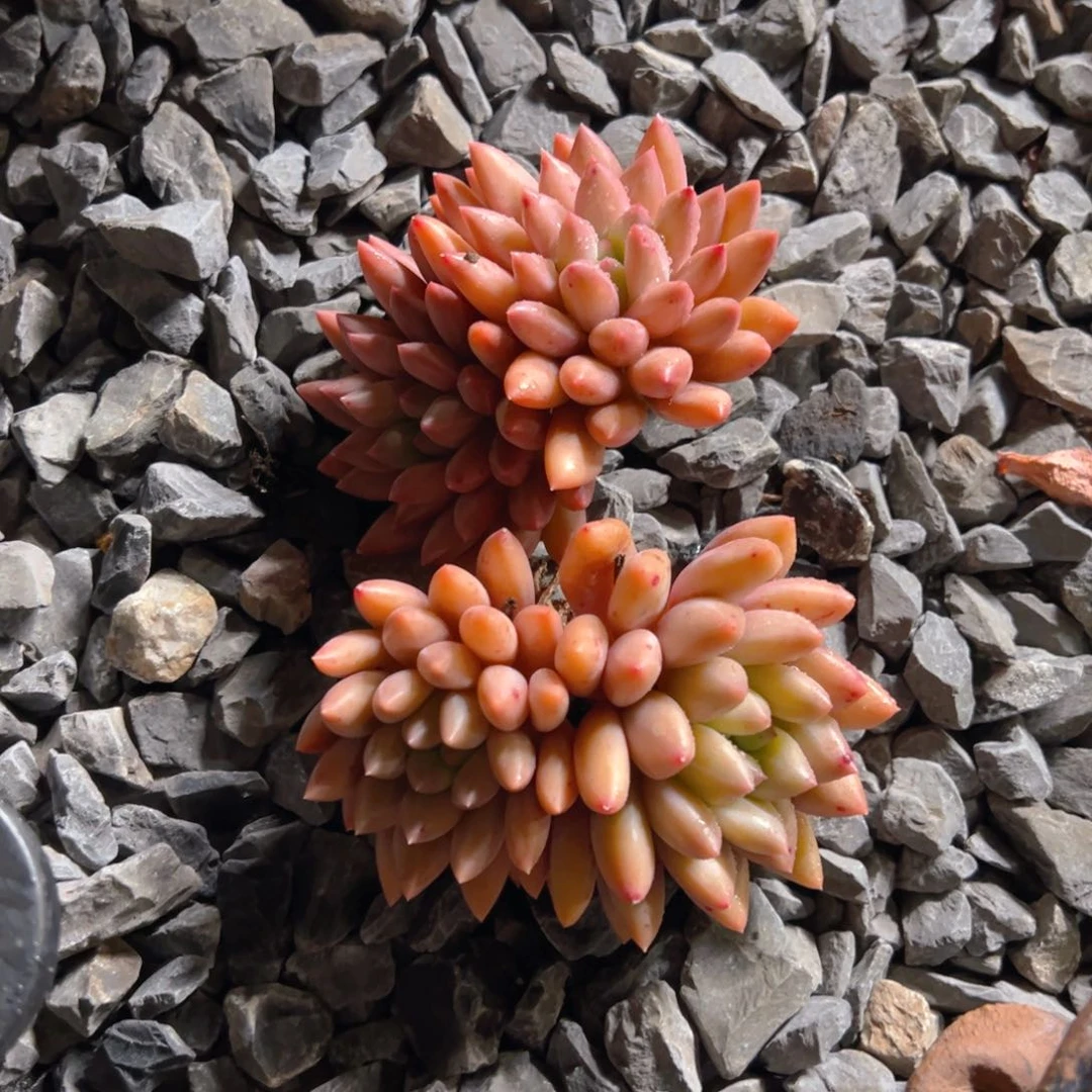 红蜻蜓111111111111