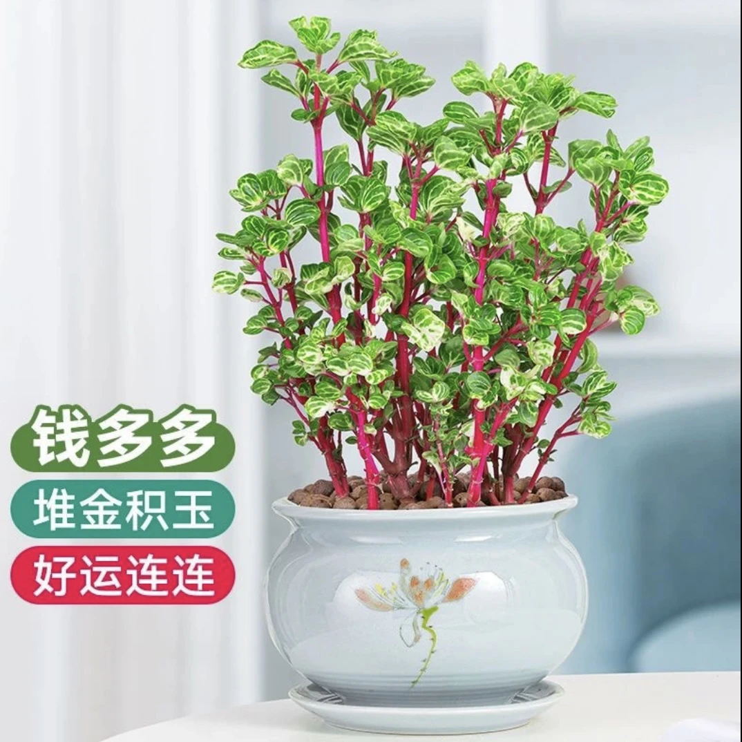 钱多多观叶盆栽