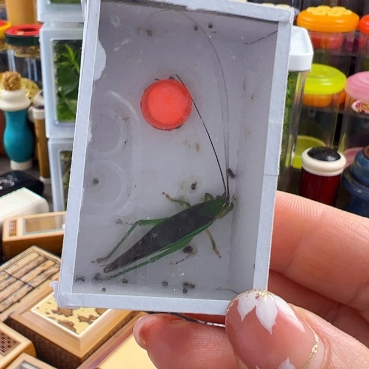 哈哈哈哈哈霍氏一个