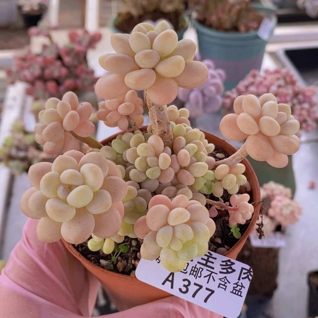 洛可可7cm377多肉植物