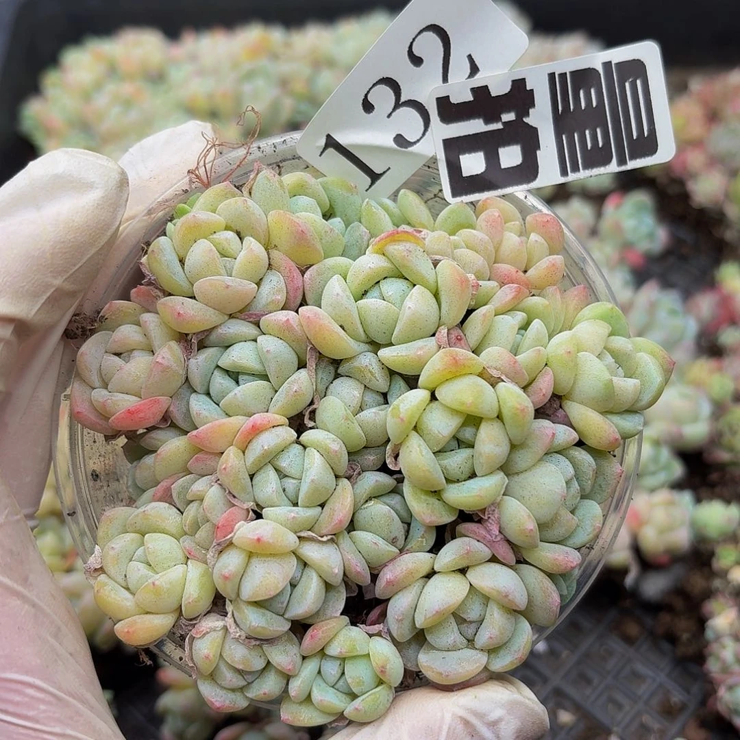 多肉植物多肉植物132量拍