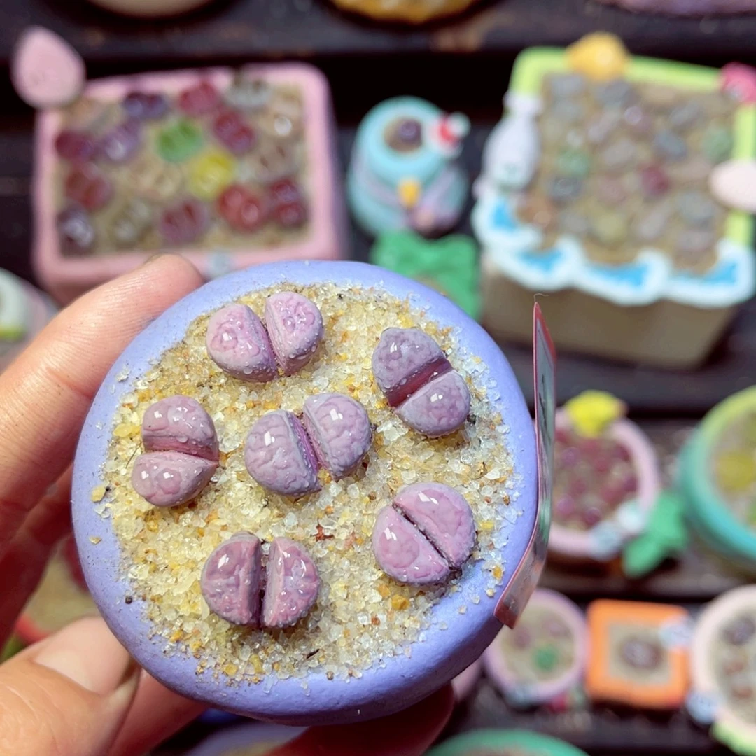 194生石花带盆发1