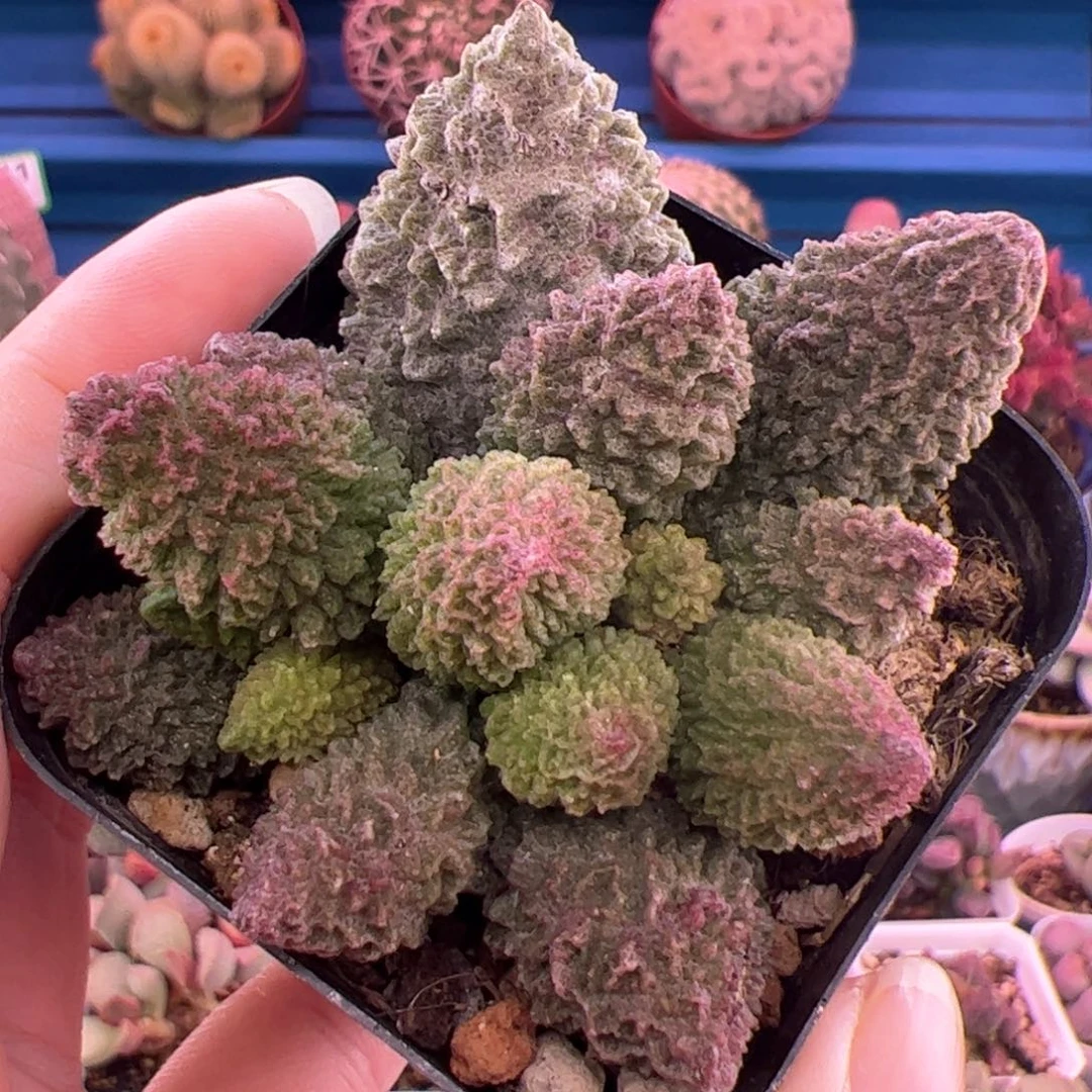 夜**云朱紫玉。