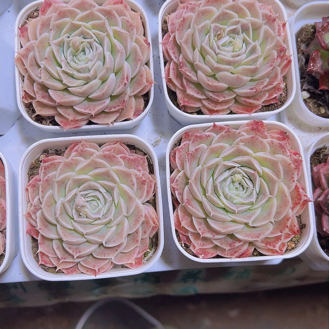 血斑19包邮多肉植物