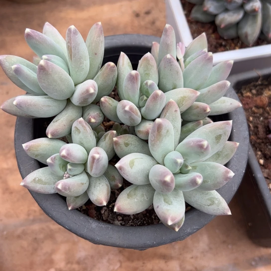 松果美人多肉植物好看