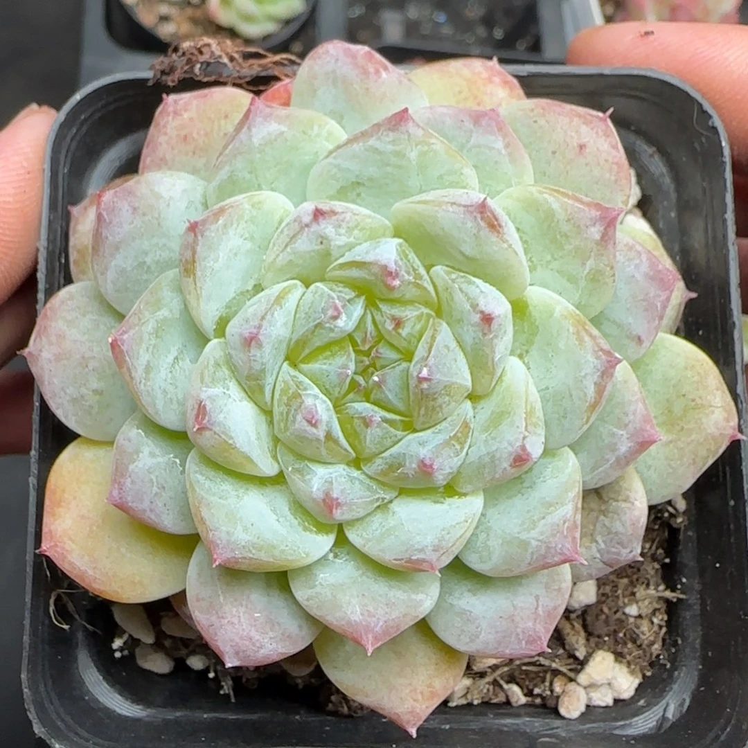 一物一拍巧克力冰魄