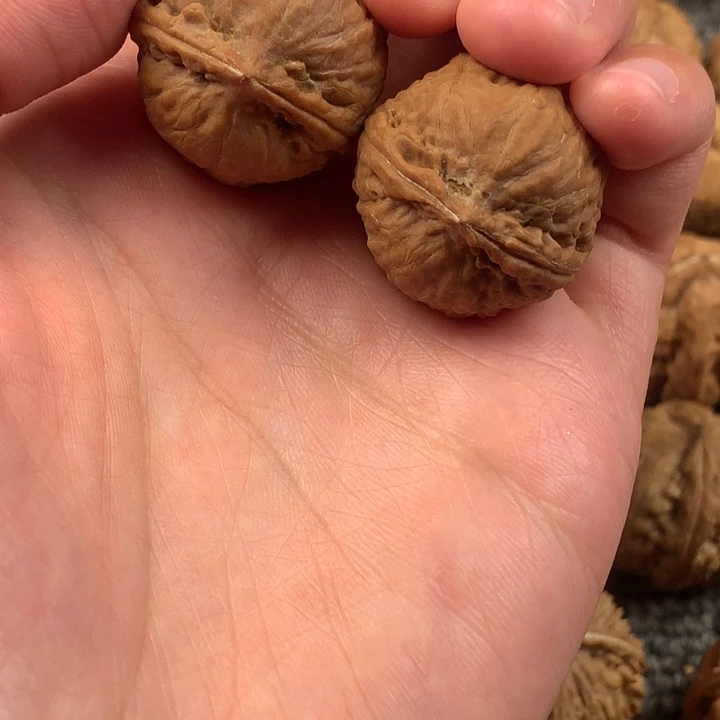 板栗。