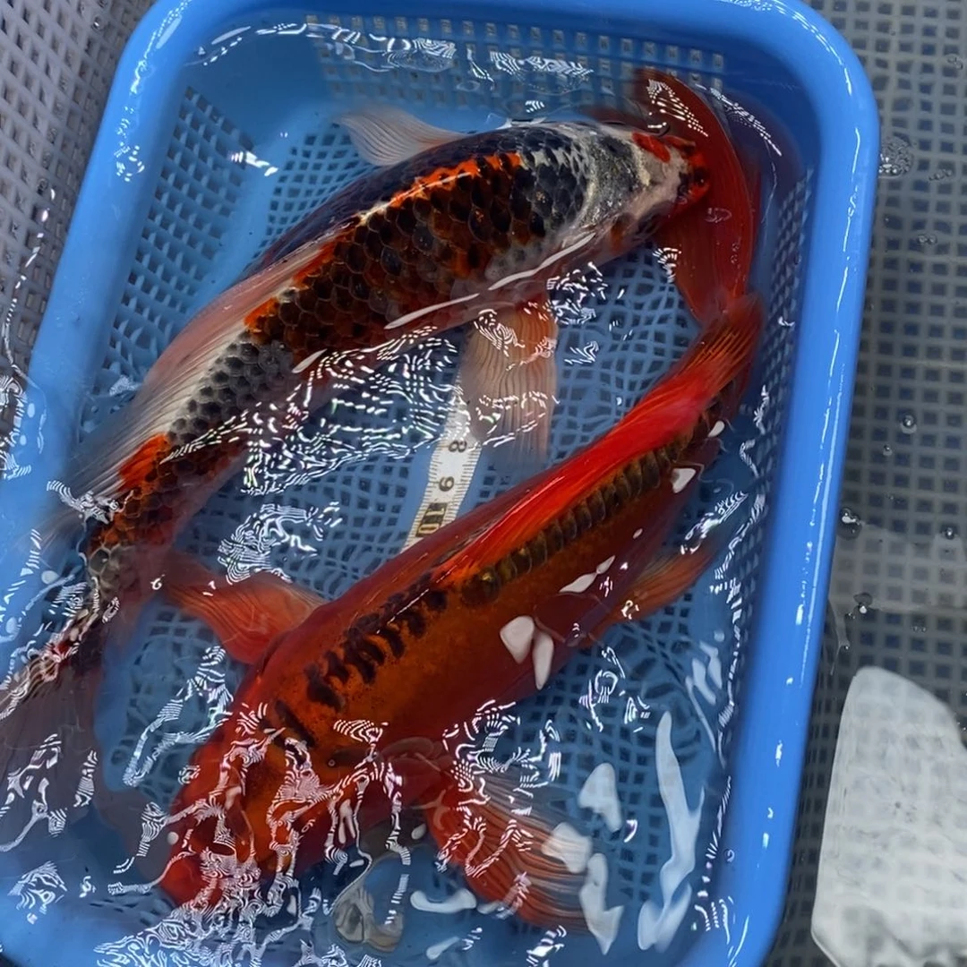 锦鲤冷水锦鲤包邮