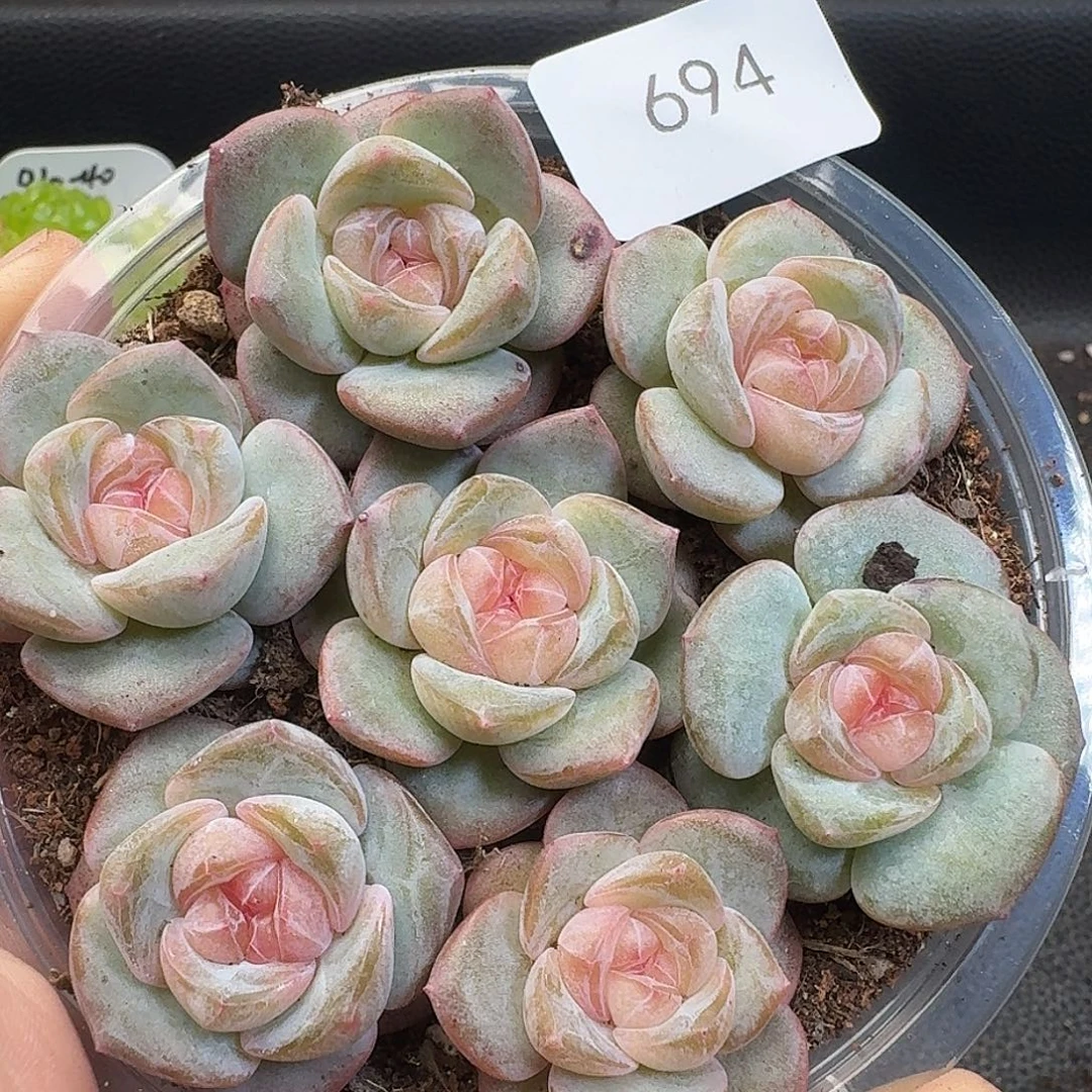 一物一拍一物一拍917-694