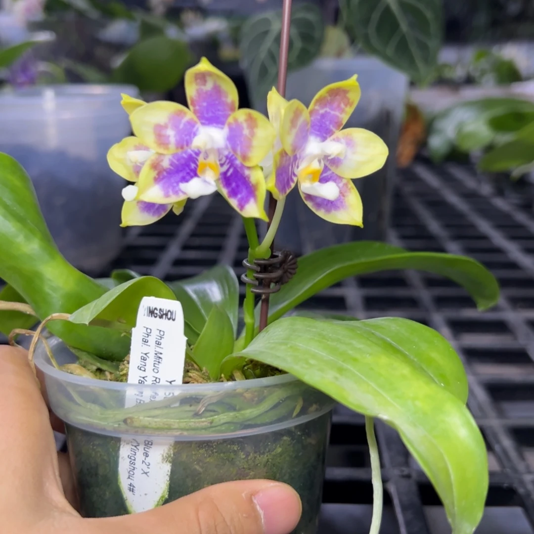 完全开放l6030瑕疵三寸ys1233