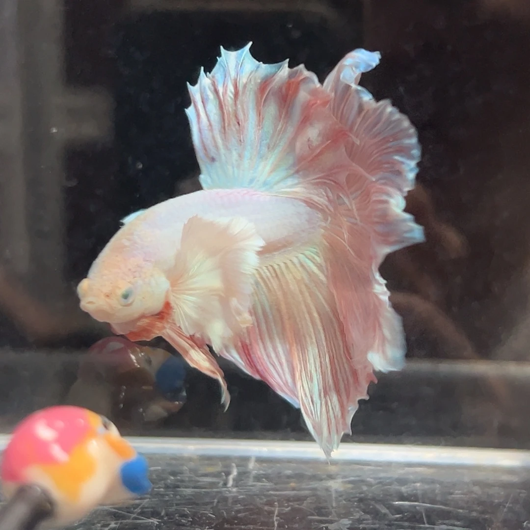 斗鱼22号巨大耳朵粉色花瓣