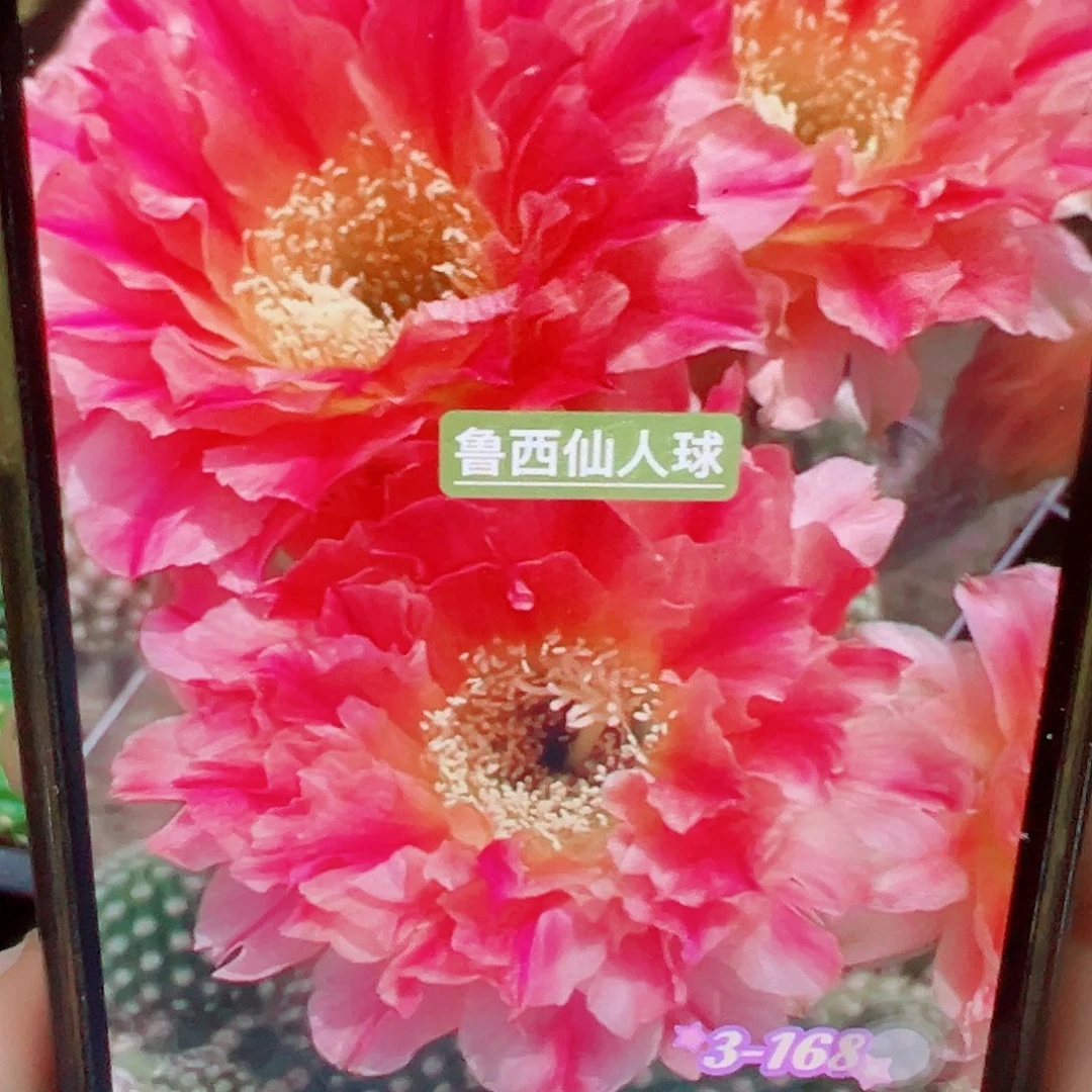 毛花柱 168侧芽 满20包邮