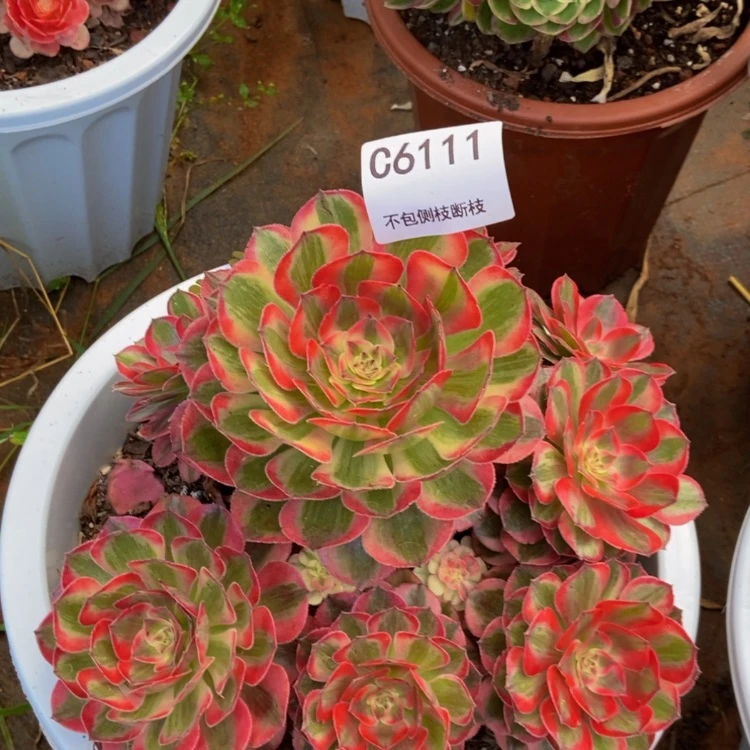 【闪购商品】6111福利多肉