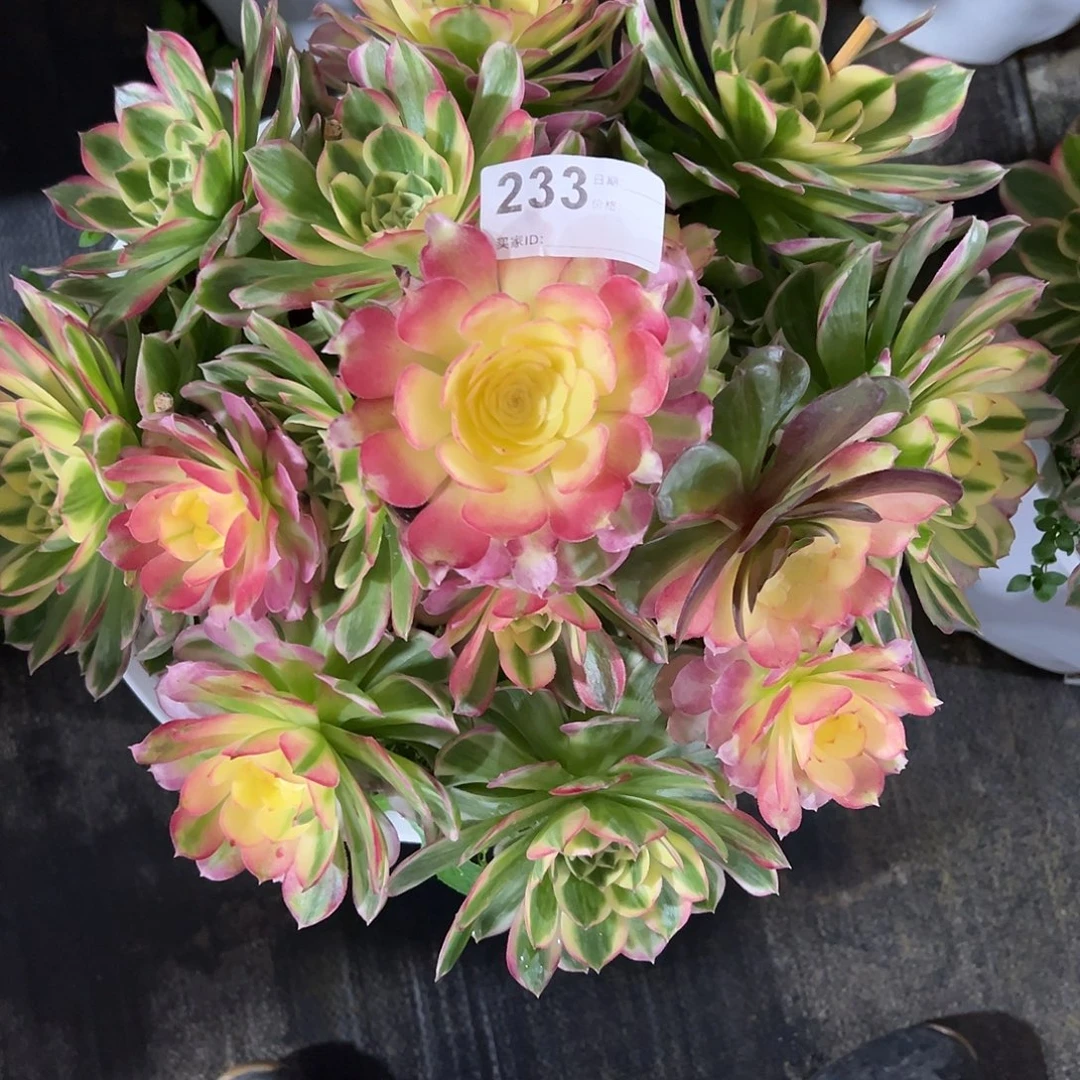 233海仙多肉法师植物