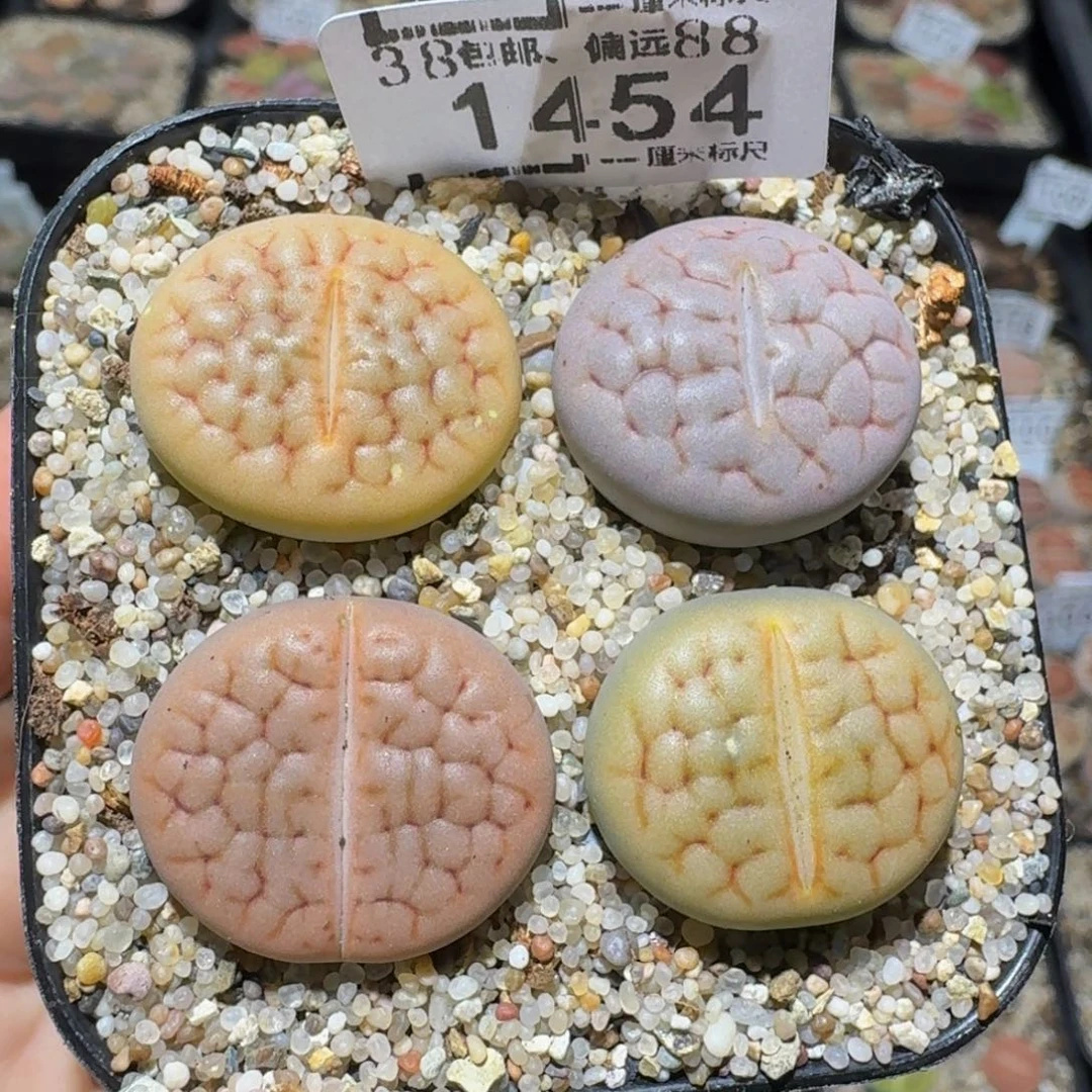 zzzz生石花钱肉锥1454鹿美