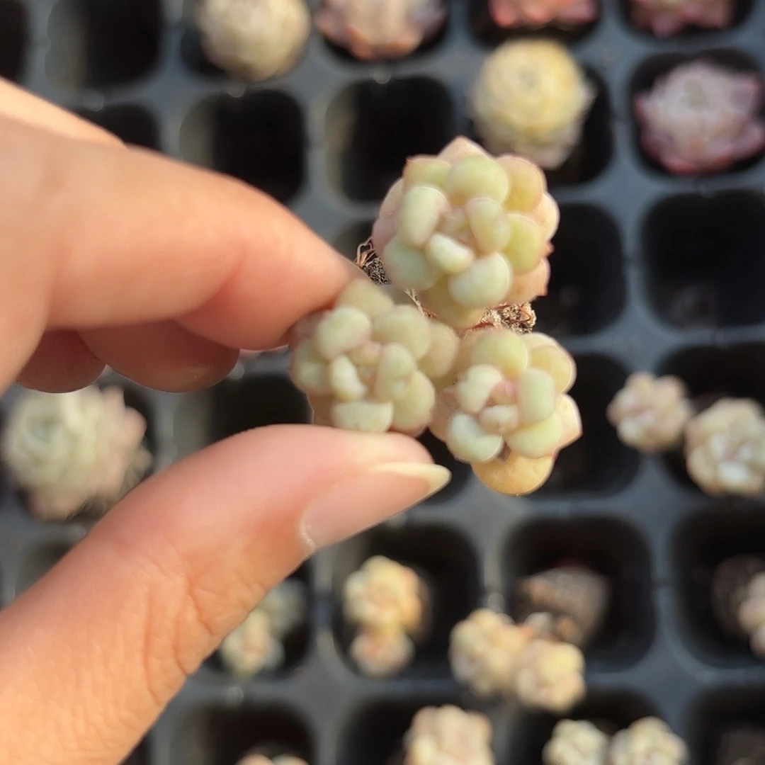 小穴苗阳光玫瑰多肉植物