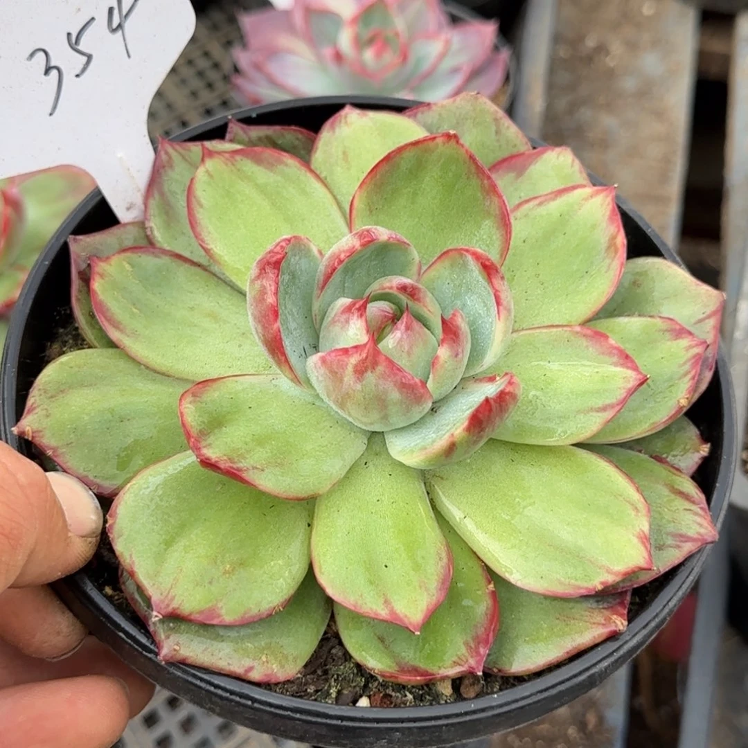 惊鸿一物一拍包装收缩花旱354