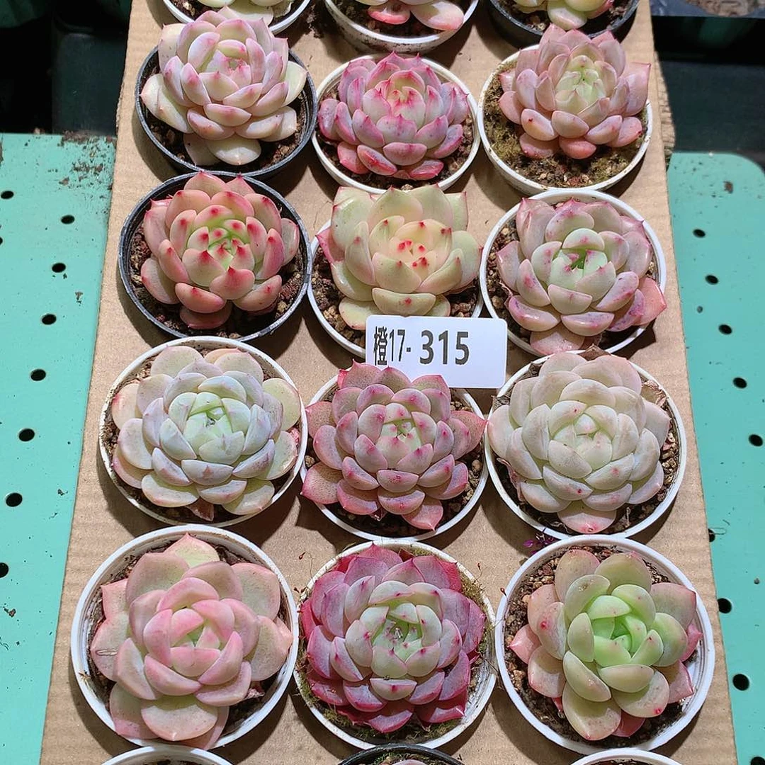 17-315一物一拍带盆18颗