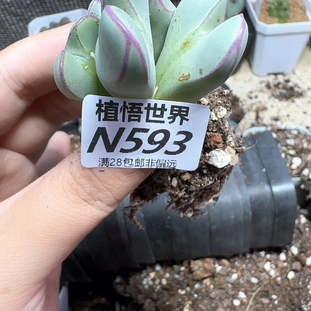 多肉植物的润泽从v