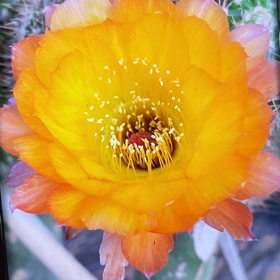 丽 黄金甲侧芽歪20包邮/4公分 丑
