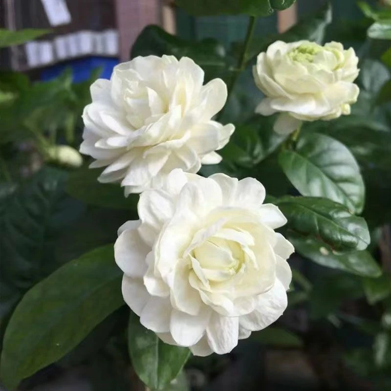 冷流直播间茉莉花（一物一拍 扣收货后四位 主播让你截图后再付款）
