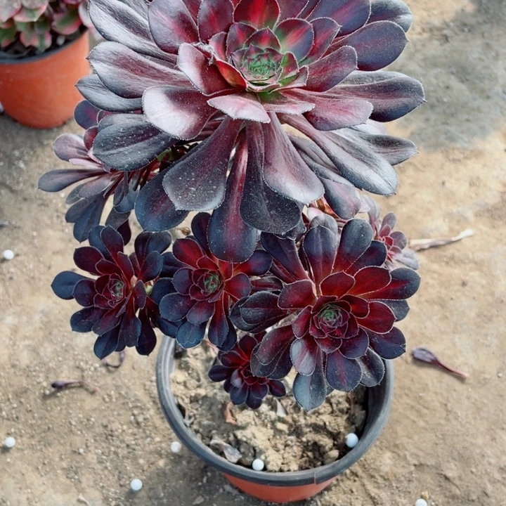 云**晖171晚霞多肉11344578