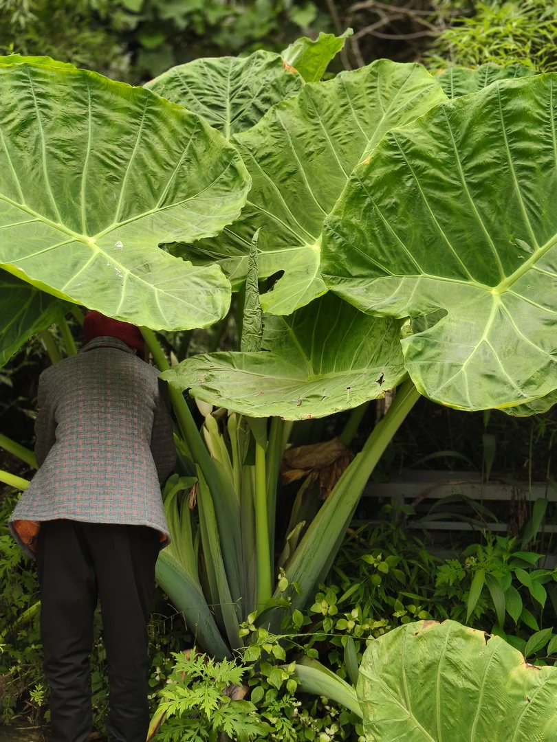 大型象耳芋盆栽可水土培适合室内外净化空气的花卉绿植